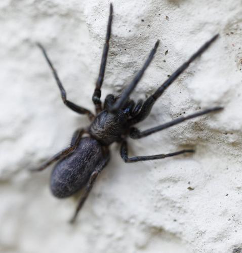 Segestria florentina